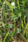 Althaea hirsuta